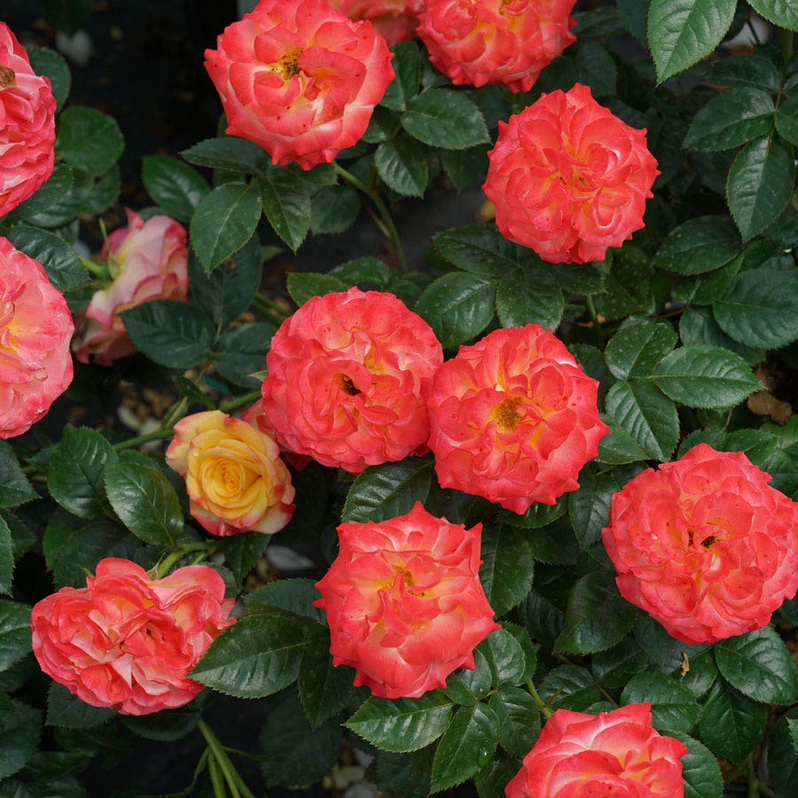 Oso Easy En Fuego® Rose (ROSE OSO EASY EN FUEGO) - QT