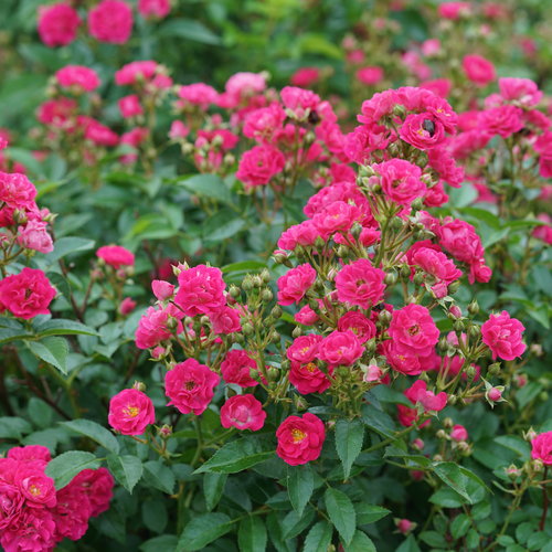 Oso Easy Peasy® Rose (Rosa 'Oso Easy Peasy') - QT