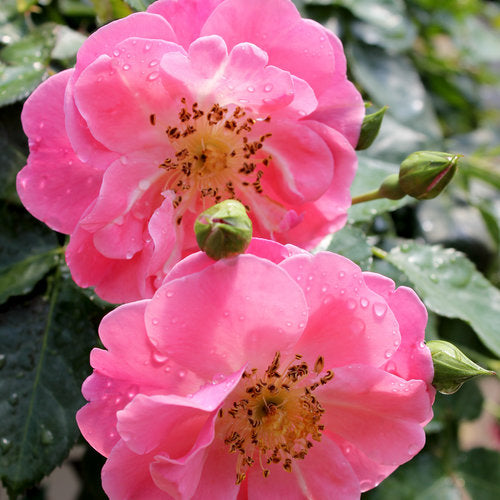Oso Easy Pink Cupcake® Landscape Rose (Rosa 'chewpatout') - QT