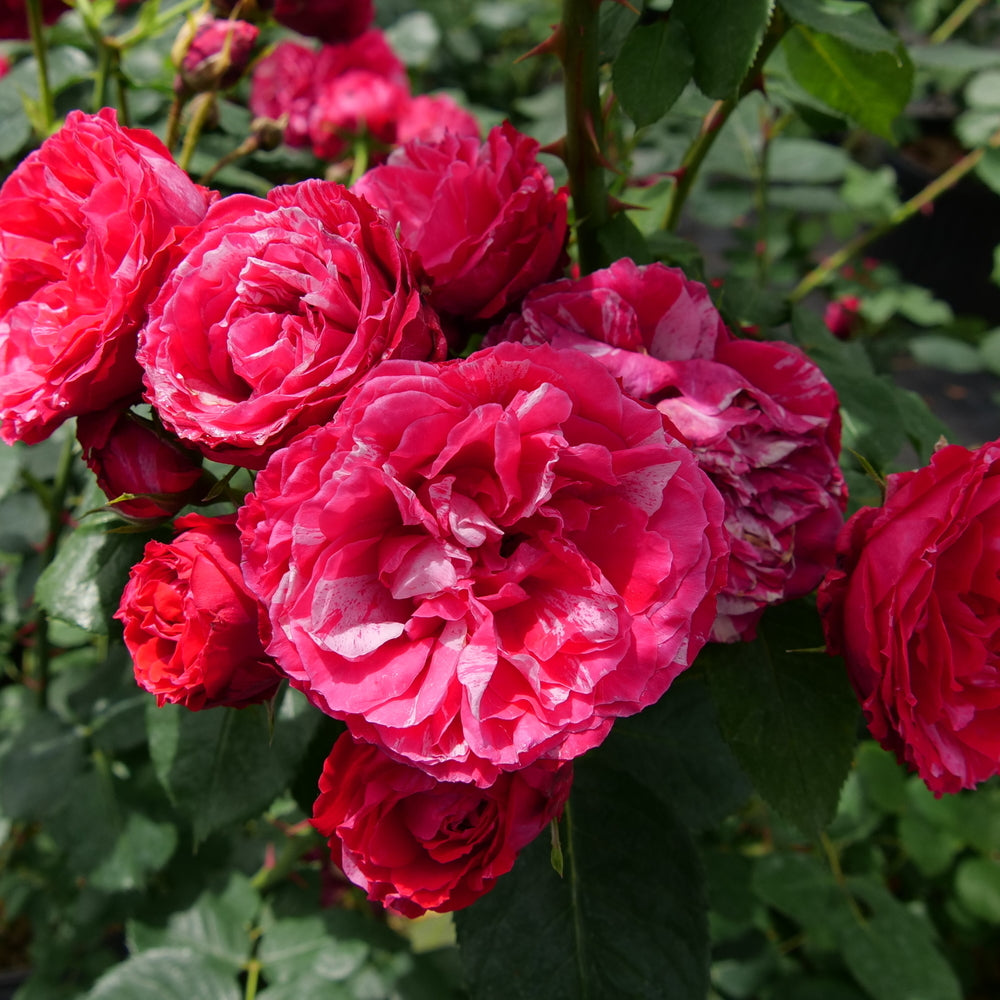 Oso Easy Red Stripe® Rose (ROSE OSO EASY RED STRIPE) - QT