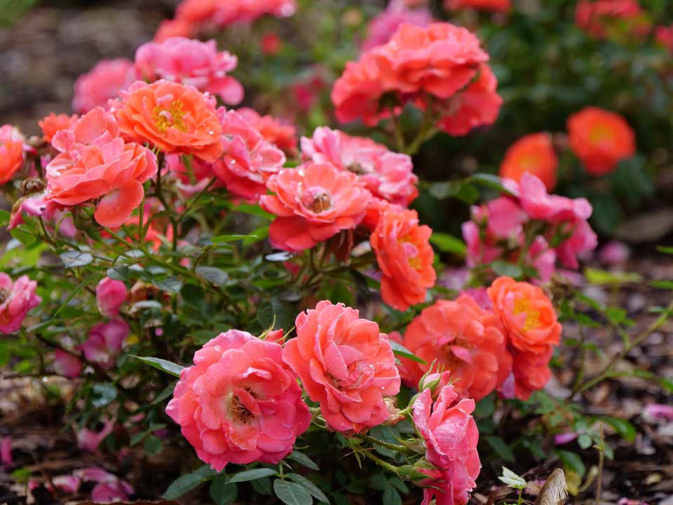 Proven Winners® Oso Easy® Mango Salsa Rose (Rosa 'Oso Easy Mango Salsa') - QT