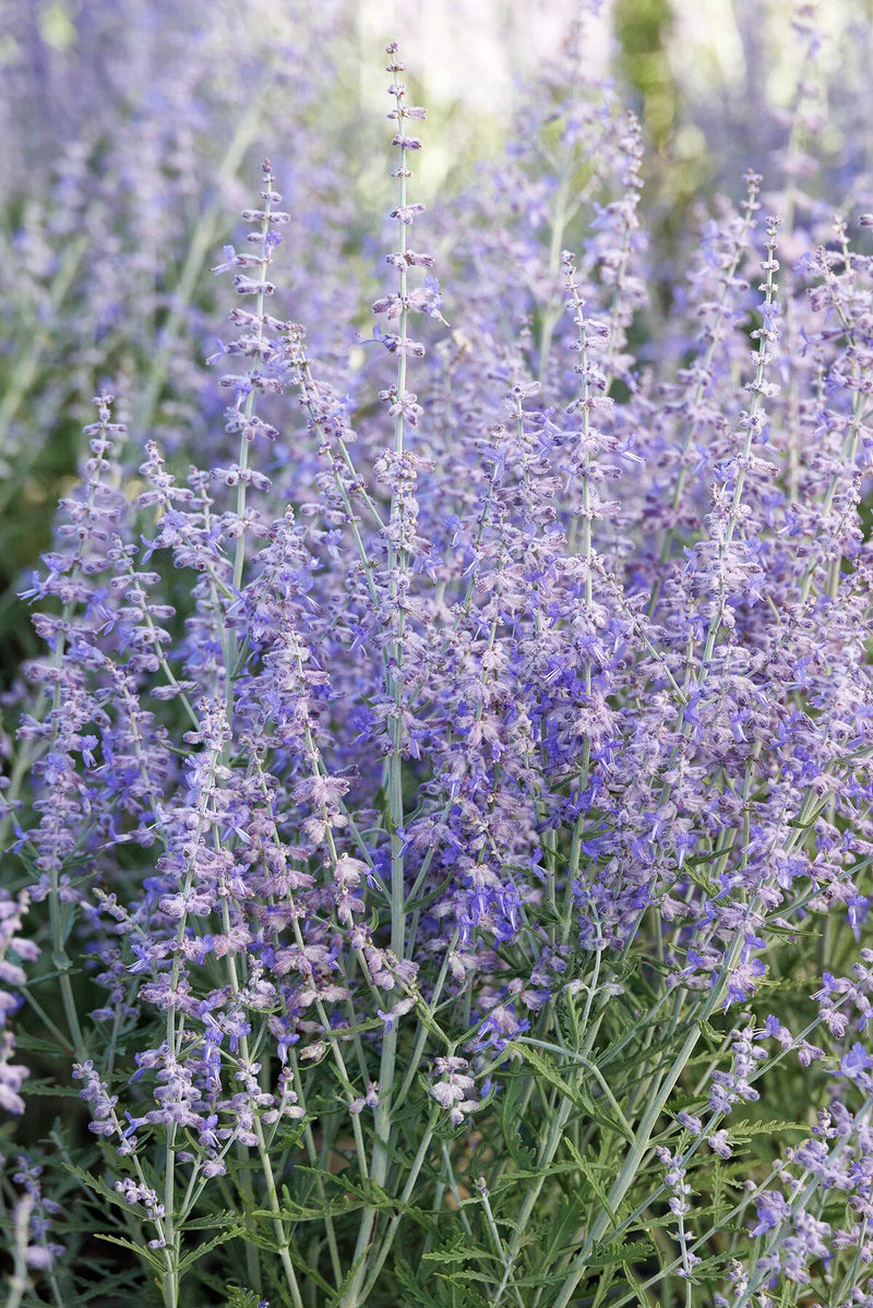 Blue Jean Baby Russian Sage (Perovskia atriplicifolia 'Blue Jean Baby') - 1 gallon
