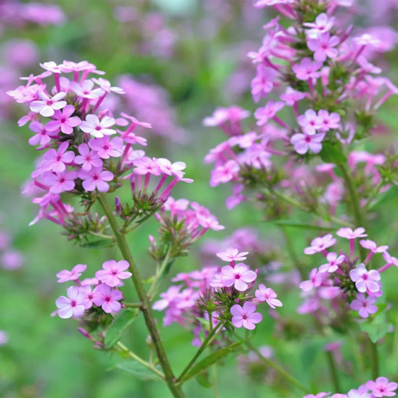 Jeana Garden Phlox (Phlox paniculata 'Jeana') - 1 gallon