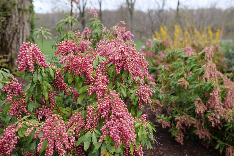 Interstella® Pieris (PIERIS INTERSTELLA) - QT
