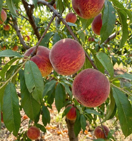 August Lady Peach Tree (PRUNUS FRUIT - AUGUST LADY) - 3 gallon 36" TREE