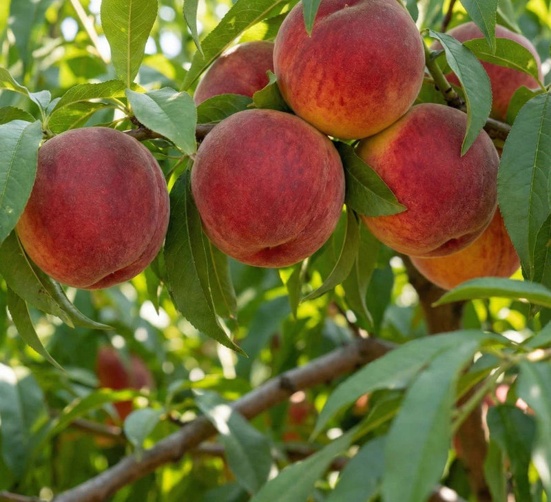 Big Red Nectarine Tree (PRUNUS FRUIT - BIG RED) - 3 gallon 36" TREE
