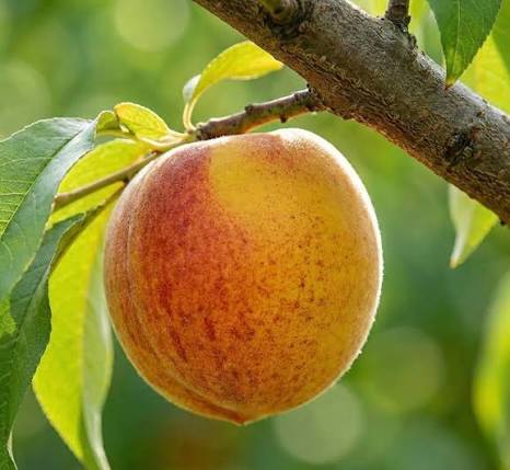 Blazeprince Peach Tree (PRUNUS FRUIT - BLAZEPRINCE) - 3 gallon 36" TREE