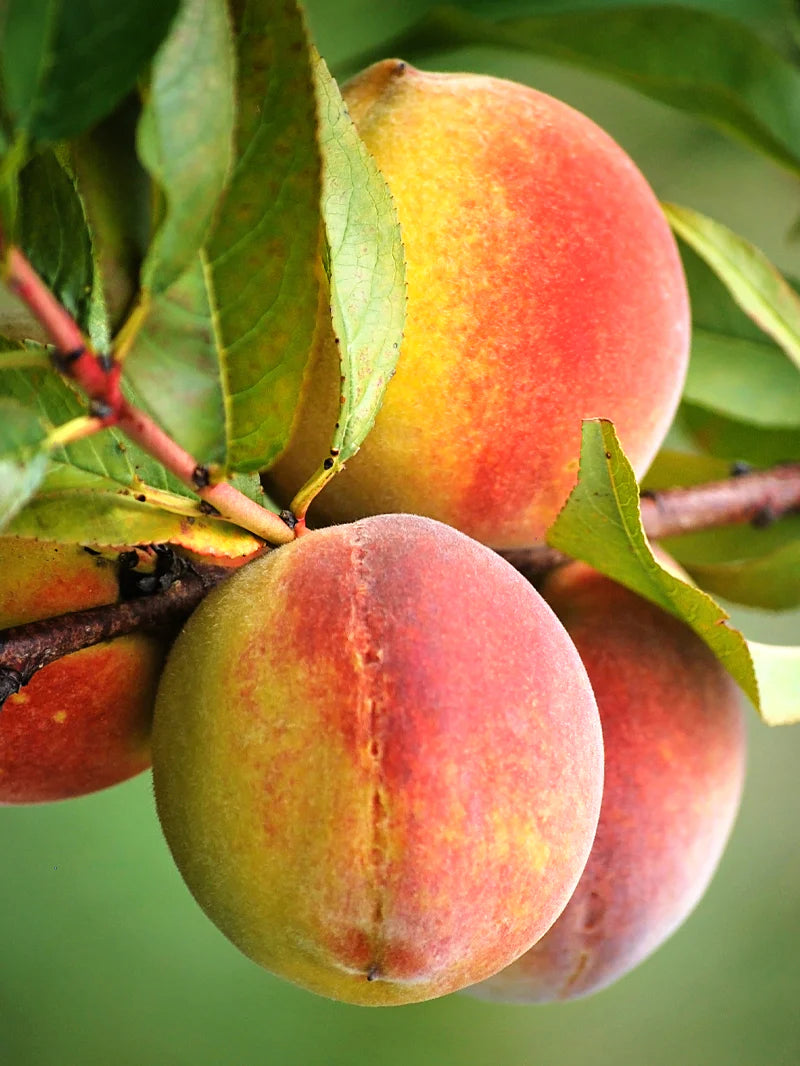 Harvester Peach Tree (PRUNUS FRUIT - HARVESTER) - 3 gallon 36" TREE