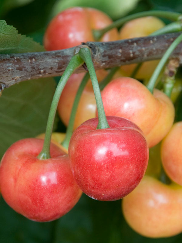 Rainier Cherry Tree (PRUNUS FRUIT - RAINIER) - 5 gallon 60" TREE