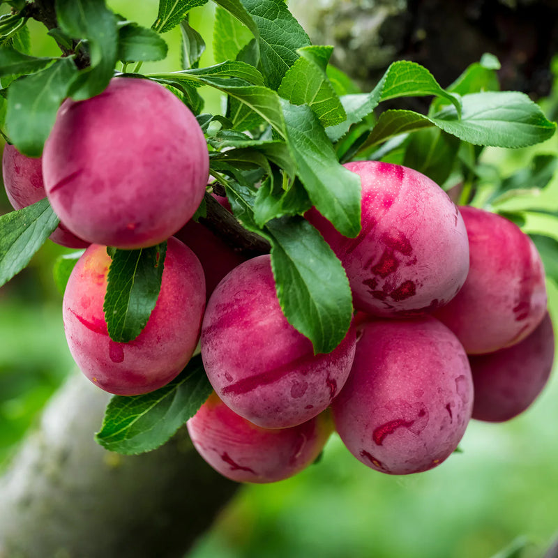 Au Rosa Plum Tree (PRUNUS FRUIT-S. AU ROSA) - 3 gallon 36" TREE