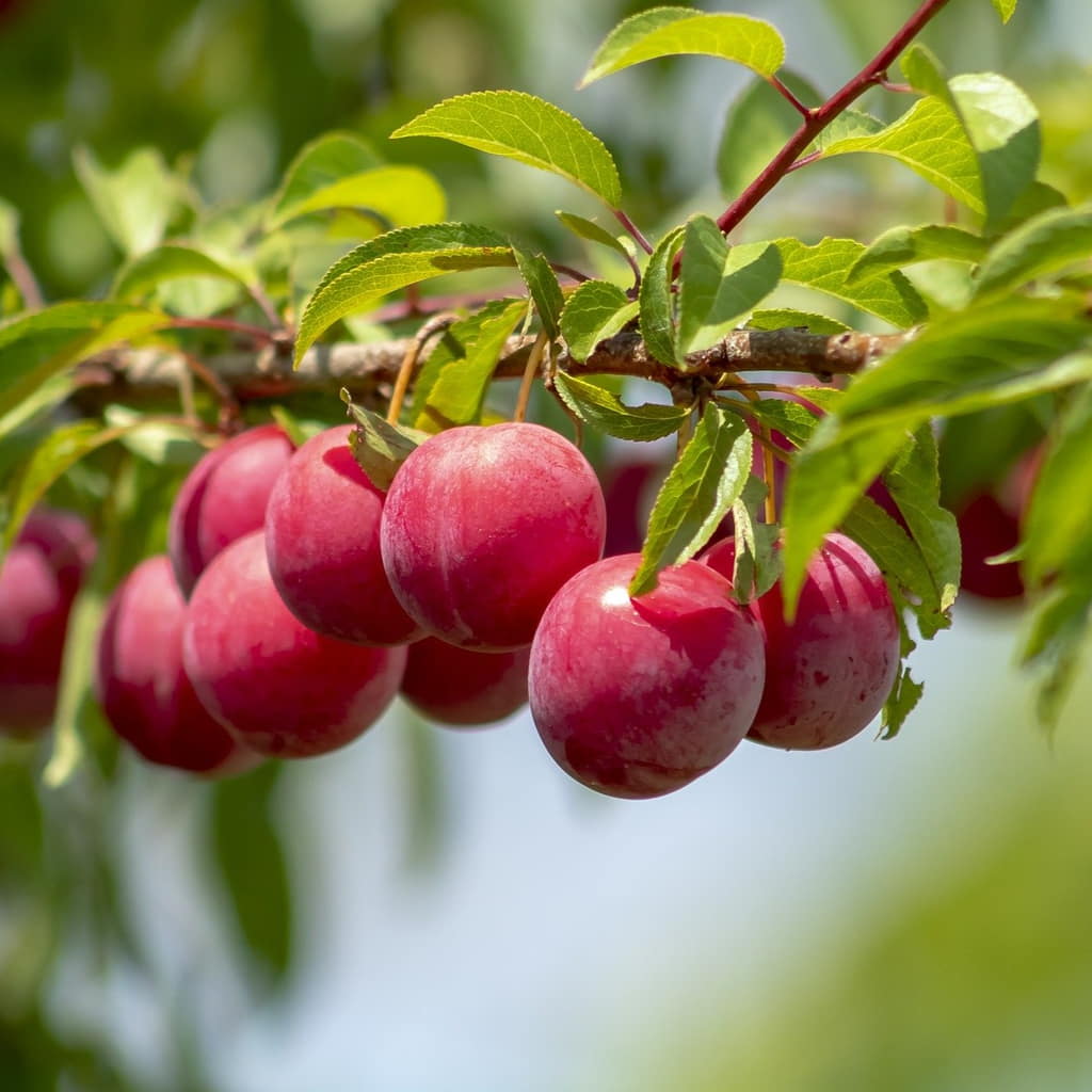 Ozark Premier Plum Tree (PRUNUS FRUIT-S. OZARK PREMIER) - 3 gallon 36" TREE