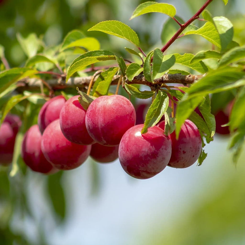 Ozark Premier Plum Tree (PRUNUS FRUIT-S. OZARK PREMIER) - 3 gallon 36" TREE