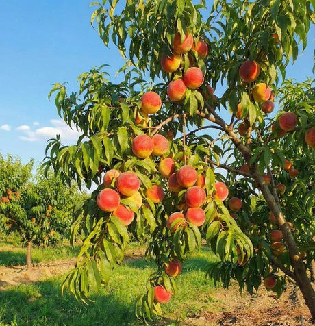 Suncoast Peach Tree (PRUNUS FRUIT - SUNCOAST) - 3 gallon 36" TREE
