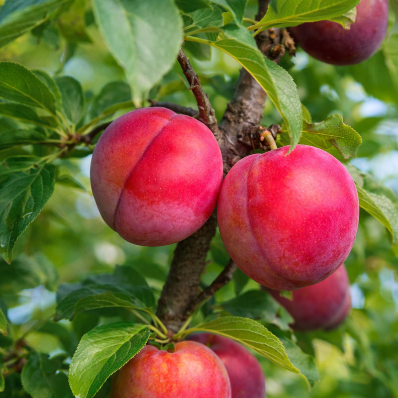 Alderman Plum Tree (PRUNUS FRUIT-X. ALDERMAN) - 3 gallon 36" TREE