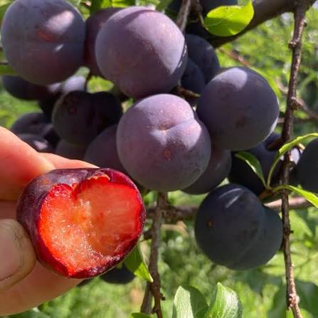 Spring Satin Plumcot Tree (PRUNUS FRUIT-X. SPRING SATIN) - 3 gallon 36" TREE
