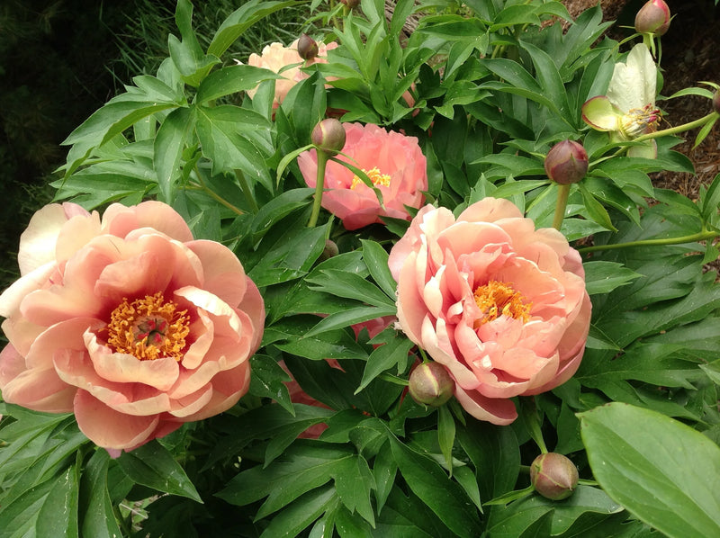 Peach-A-Licious™ ITOH Peony (Paeonia 'Smithopus5' PPAF) - 2 gallon