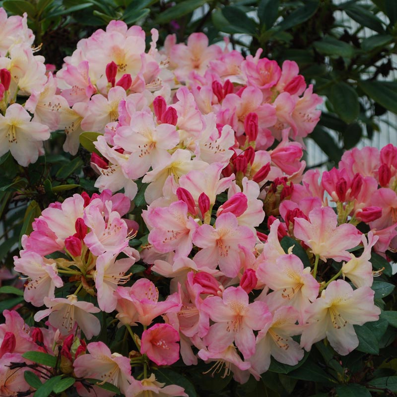 Percy Wiseman Rhododendron (Rhododendron yak.’ Percy Wiseman’) - 1 gallon 6"