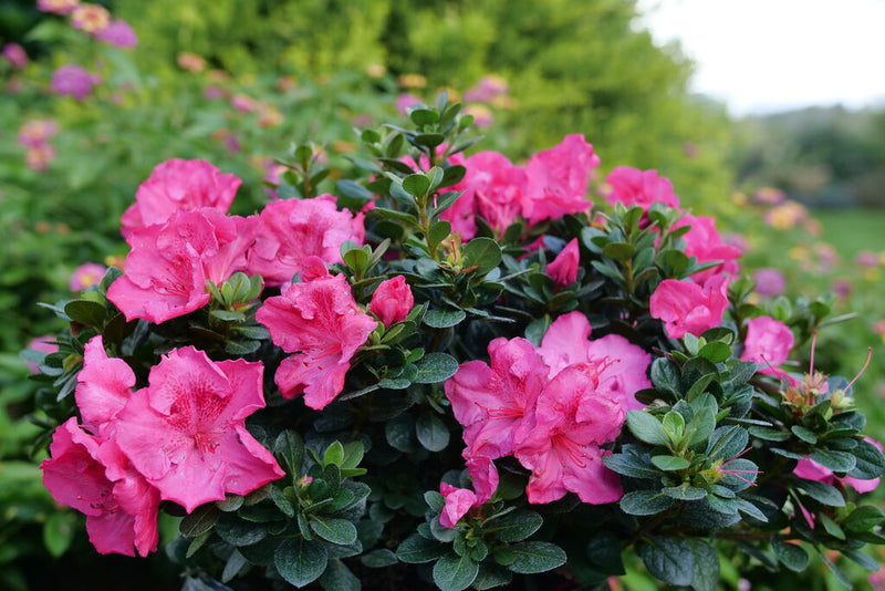 Perfecto Mundo Epic Pink® Azalea (AZALEA PERFECTO MUNDO EPIC PINK) - QT