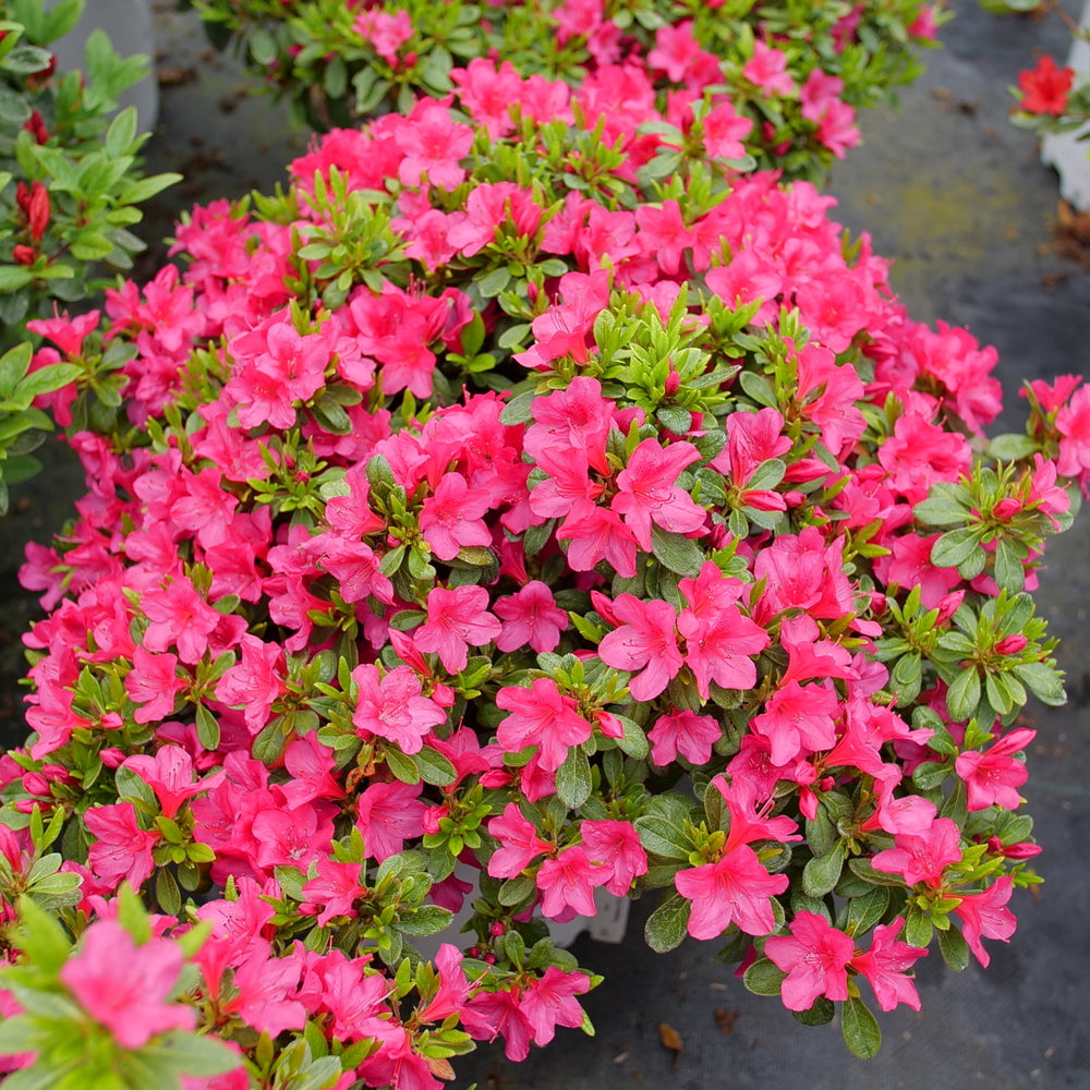 Perfecto Mundo Fuchsia Carpet® Rhododendron (Rhododendron x Perfecto Mundo Fuchsia Carpet®) - QT