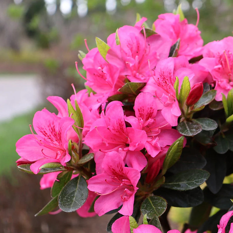 Perfecto Mundo® Double Dark Pink Rhododendron (Rhododendron x Perfecto Mundo® Double Dark Pink) - QT