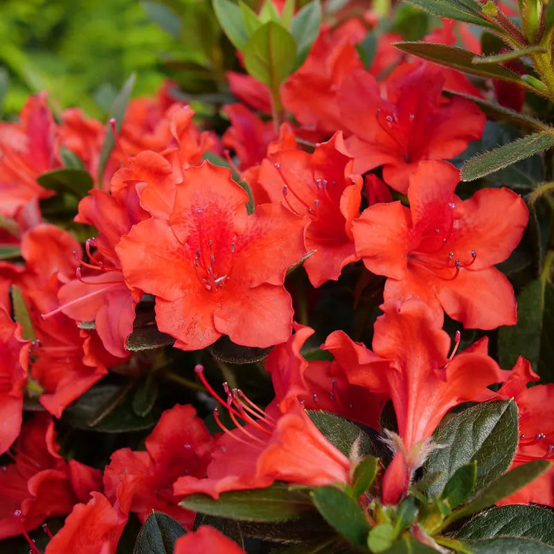 Perfecto Mundo® Orange Azalea (Rhododendron x ‘Orange’ (NCRX6)) - QT