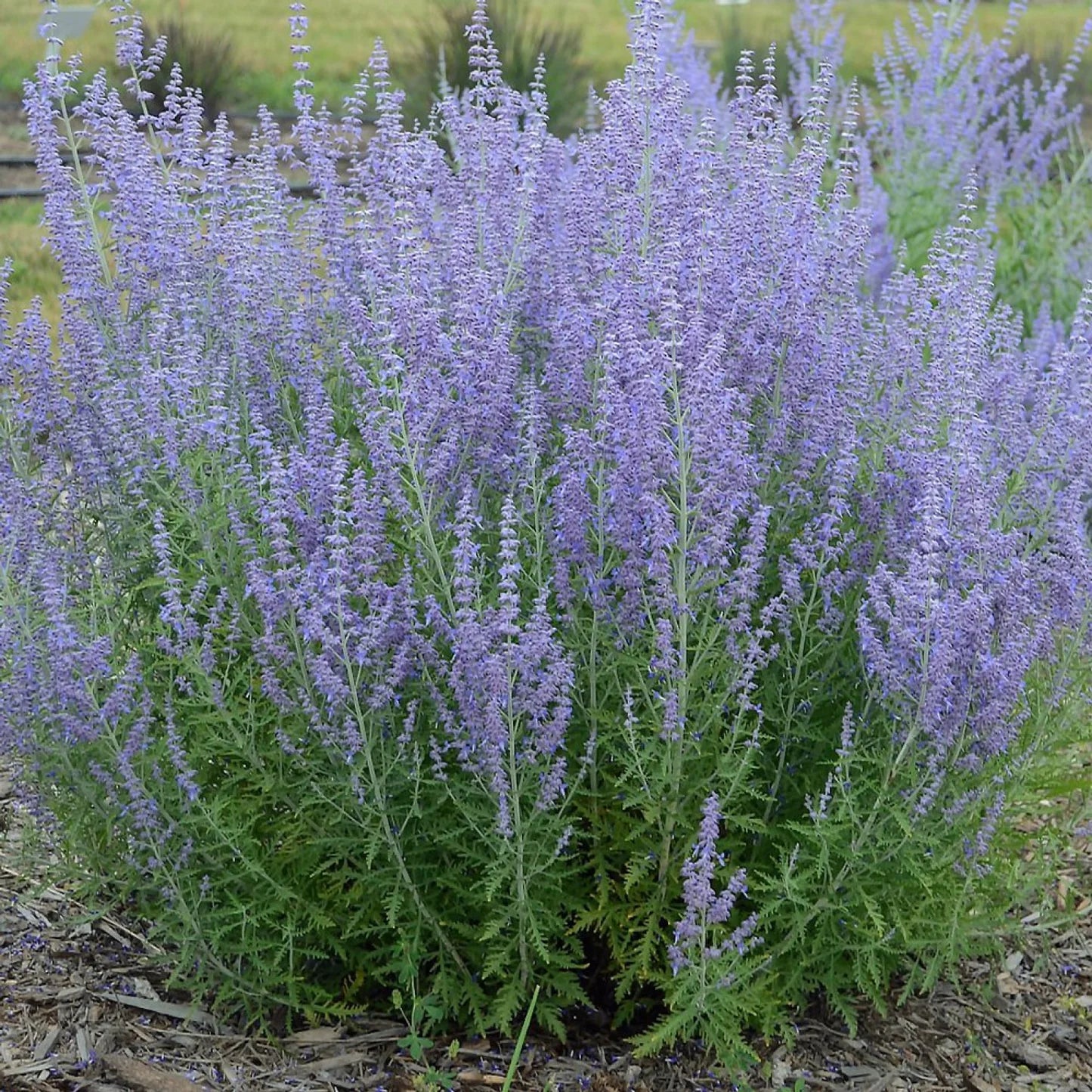 Jelena Russian Sage (Perovskia atriplicifolia 'Jelena') - QT