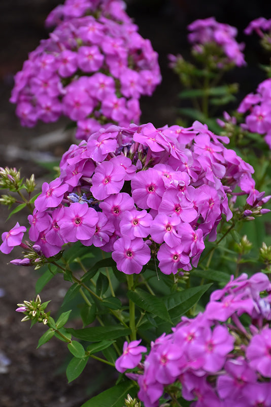Flame® Pro Lilac Garden Phlox (Phlox paniculata 'Flame Lilac') - QT