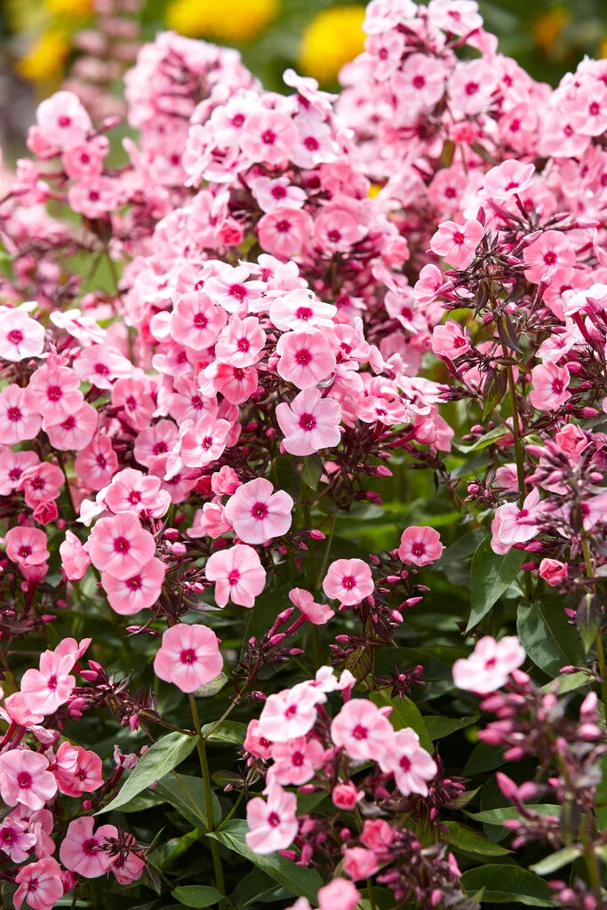 Larissa Russian Lady Garden Phlox (Phlox paniculata 'Larissa') - 1 gallon