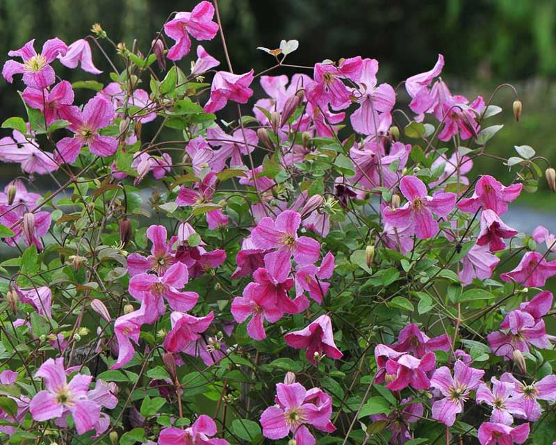 Pink Mink® Clematis (CLEMATIS PINK MINK) - QT