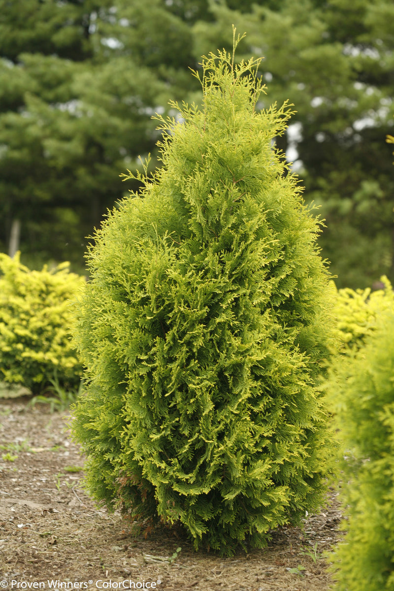 Polar Gold® Arborvitae (Thuja occidentalis 'Polar Gold') - QT