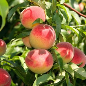 Halehaven Peach (Prunus persica 'Halehaven') - 5 gallon