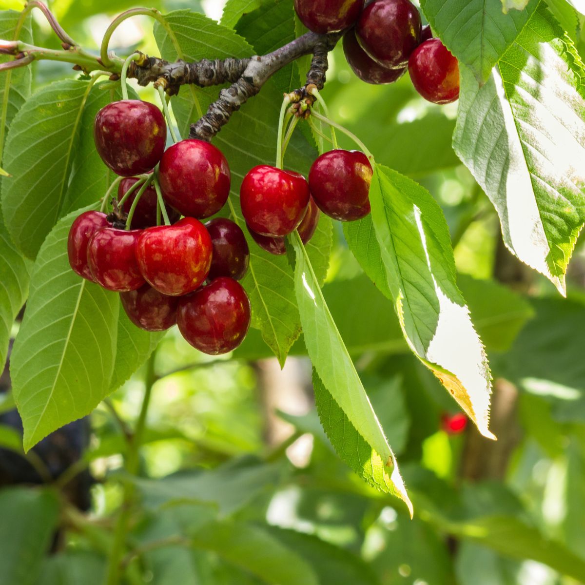Stellar Sweet Cherry Tree (Prunus avium 'Stella') - 5 gallon