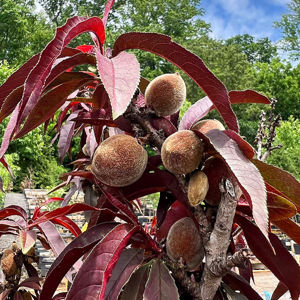 Bonfire Peach Tree (Prunus persica 'Bonfire') - 3 gallon 36" TREE