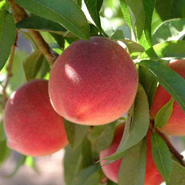 Bounty Peach Tree (Prunus persica 'Bounty') - 3 gallon 36" TREE