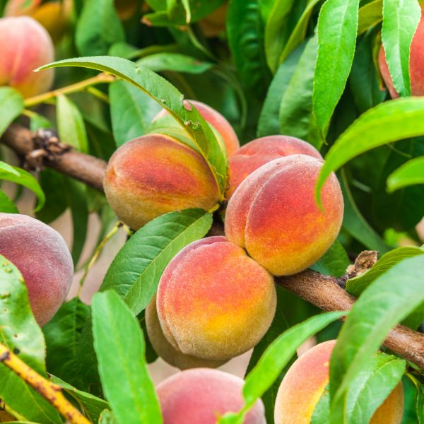 Contender Peach Tree (Prunus persica 'Contender') - 3 gallon 36" TREE