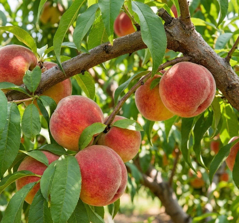 Country Sweet Peach (Prunus persica 'Country Sweet') - 3 gallon 36" TREE