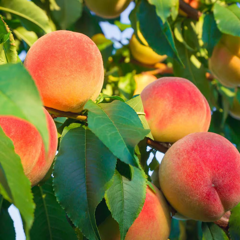 La Feliciana Peach (Prunus persica 'La Feliciana') - 3 gallon 36" TREE