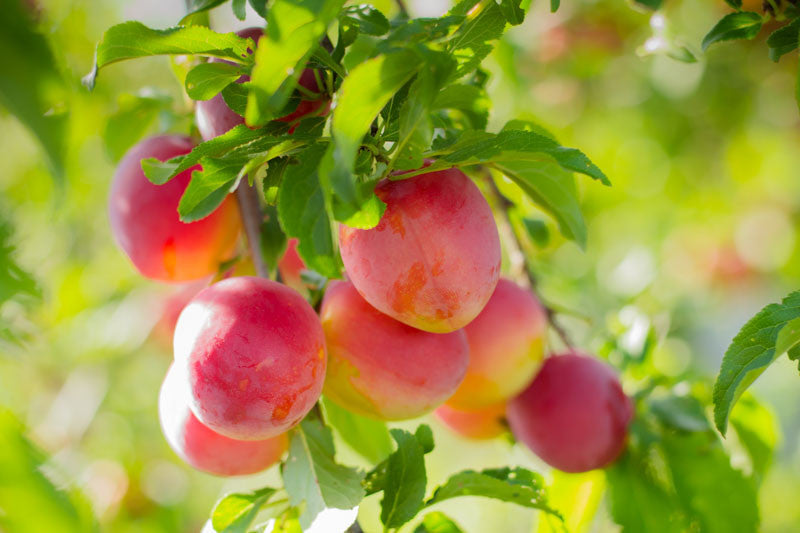 Burbank Plum Tree (Prunus salicina 'Burbank') - 5 gallon 60" TREE