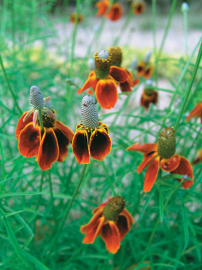 Mexican Hat Plant (Ratibida columnifera 'Red Midget') - 1 gallon