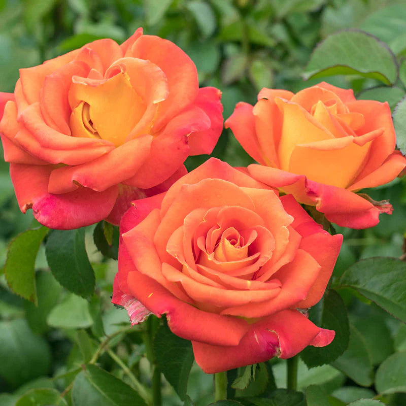 Burst of Joy™ Rose (ROSE BURST OF JOY) - 3 gallon