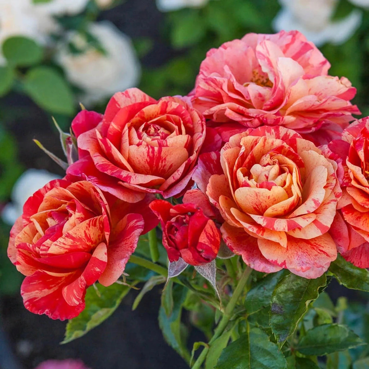 Frida Kahlo® Rose (ROSE FRIDA KAHLO) - 3 gallon