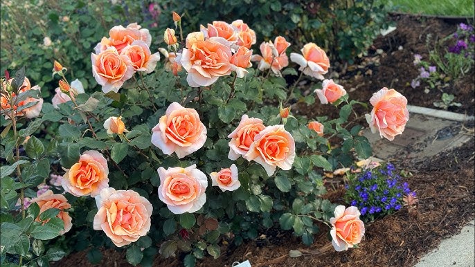 Just Joey Rose (ROSE JUST JOEY) - 3 gallon