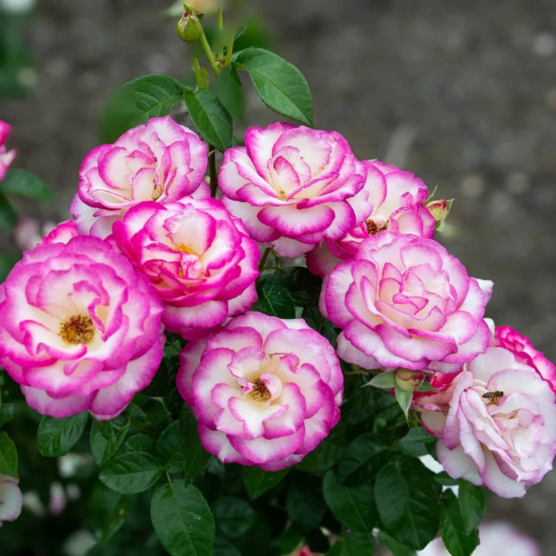 Miss Congeniality™ Rose (ROSE MISS CONGENIALITY) - 3 gallon