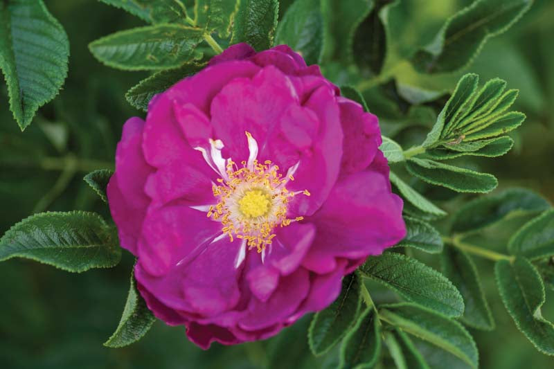 Purple Pavement Rose (ROSE PURPLE PAVEMENT) - 3 gallon