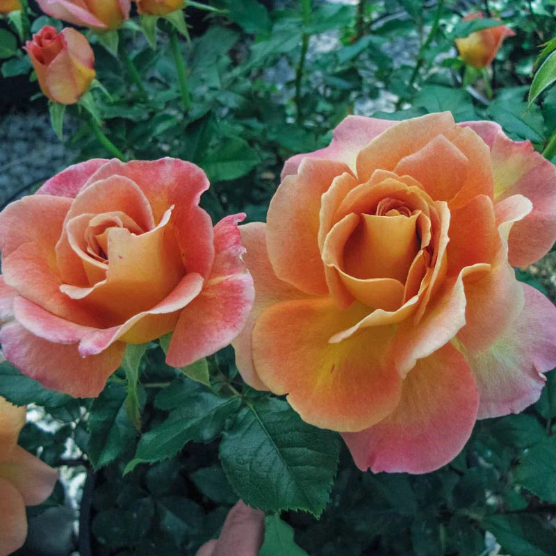 Rosie The Riveter™ Rose (ROSE ROSIE THE RIVETER) - 3 gallon