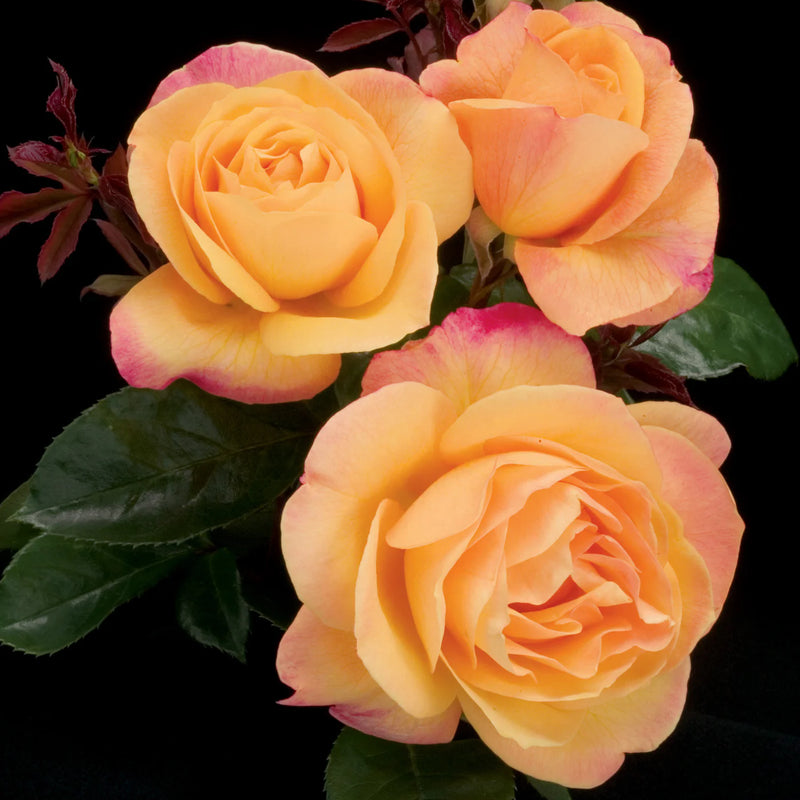Strike It Rich® Rose (ROSE STRIKE IT RICH) - 3 gallon
