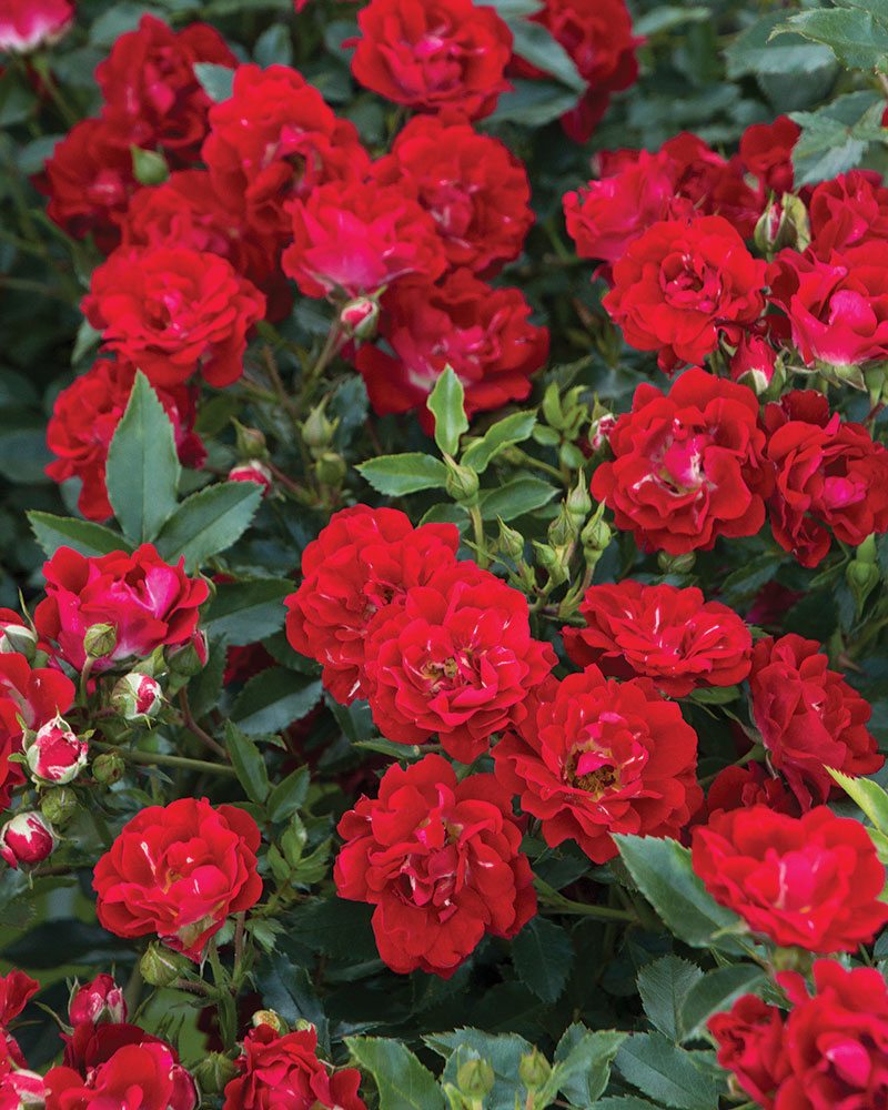 ROSE DRIFT 'RED'  19CM