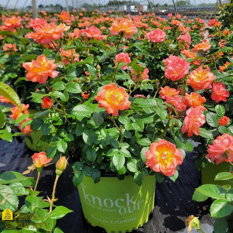 Orange Glow™ Knock Out® (Rosa K.O 'Orange Glow') - 3 gallon