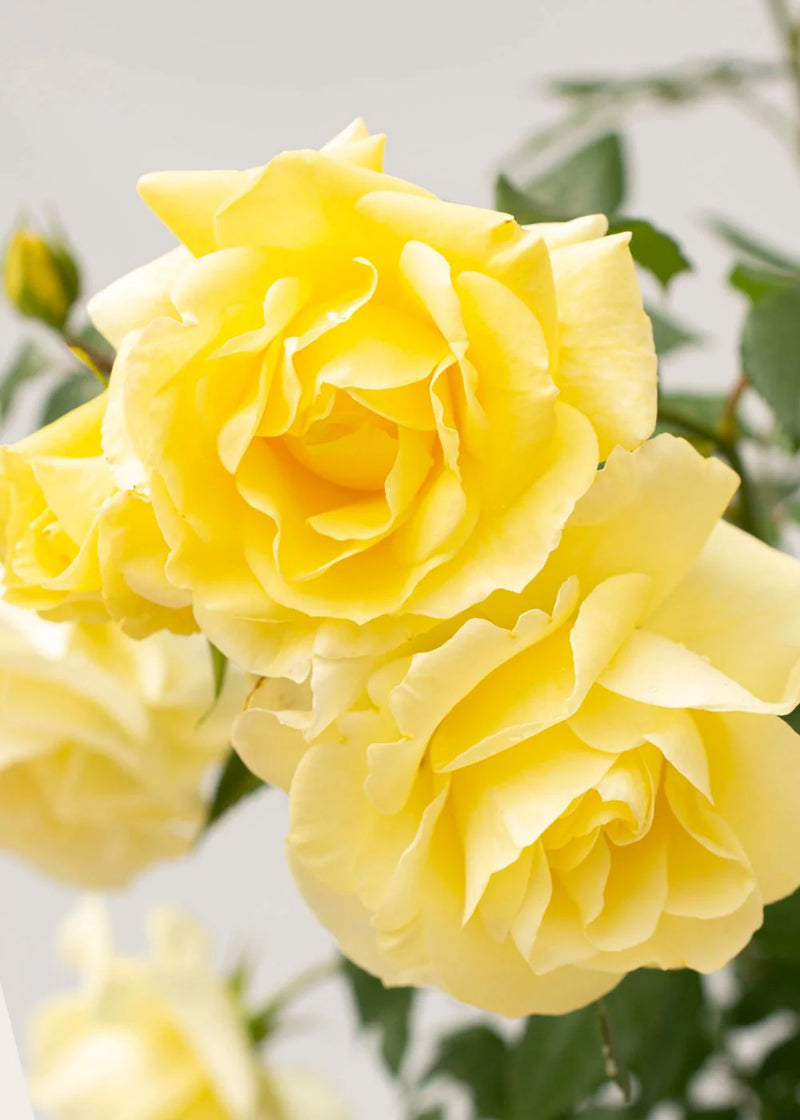 Simply Color™ Rose  (Rosa simply 'Color') - 3 gallon