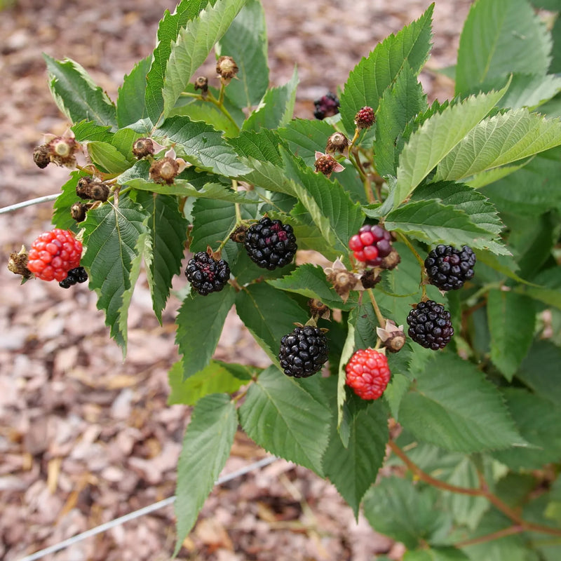 Taste of Heaven® Blackberry (RUBUS TASTE OF HEAVEN) - QT